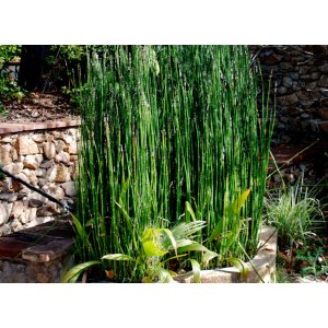 Praslička zimná (Equisetum hyemale) - výška 60-80 cm, kont. C3L